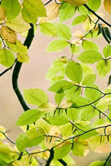 Beech Leaf Photography Impressions: Beech leaves