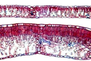 Beech Tree Leaves Impressions: Beech tree leaves, light micrograph