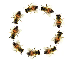 Images datées du 22 août 2011: Les abeilles dans un cercle