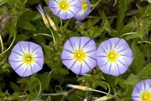 Spanish Wildflowers Impressions: Bindweed (Convolvulus tricolor)