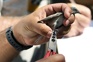 Bird Ringing Impressions: Bird ringing