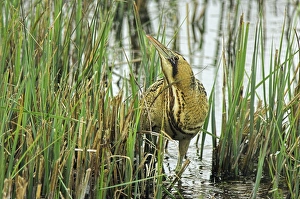 Bittern Bird Impressions: Bittern