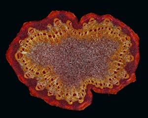 Polarised Light Micrograph Impressions: Black burdock stem, light micrograph