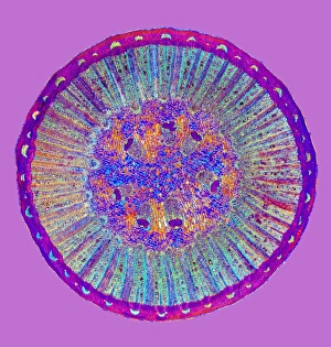 Polarised Light Microscopy Impressions: Black pepper stem, light micrograph