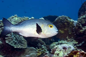 Coral Reef Fauna Impressions: Black snapper