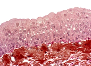 Light Microscope Images Impressions: Bladder epithelium, light micrograph