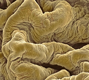 Impressions de Le revêtement du rein, Micrographie électronique à balayage coloré (SEM) de la surface interne pliée d'un rein en état contracté. Le rein est l'organe qui reçoit et stocke les urines des reins Images datées de 2003 mai: Murmure du rein, SEM