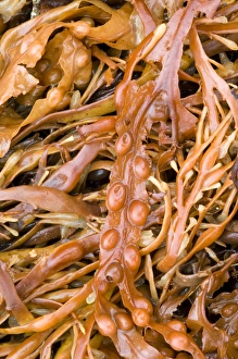 Bladder Wrack Impressions: Bladder wrack
