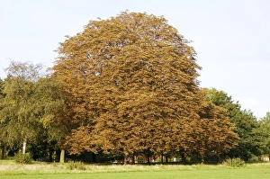 Impressions de Le cancre baigné cause des taches jaunes sur un arbre de chevalier d'Espagne (Aesculus hippocastanum) Images datées de 2006 décembre: Cendre sanguinée