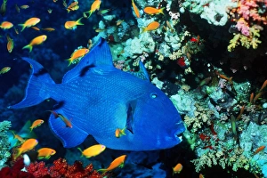 Tropical Fish Species Impressions: Blue triggerfish