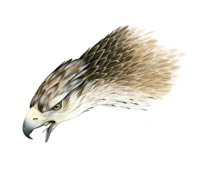 African Raptors Impressions: Bonellis eagle, artwork
