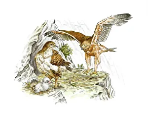 Impressions de Les éaglets de Bonelli, œuvre d'art. Un mâle et une femelle des éagles de Bonellis (Aquila fasciata) avec leur poussin dans un nid sur une paroi rocheuse Images datées de 2013 mai: Les aigles de Bonnell