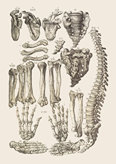 Human Skeleton Impressions: Bones of the human skeleton