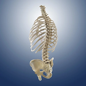 Human Skeletal System Impressions: Bones of the torso, artwork