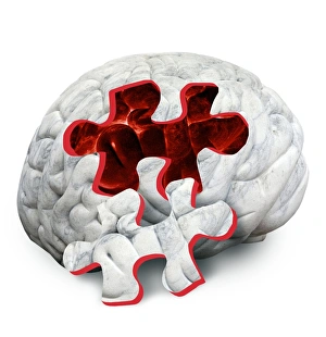 Conceptual Brain Image Impressions: Brain function, conceptual