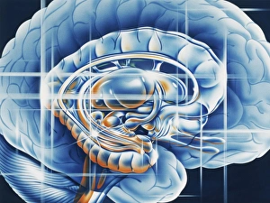 Impressions de Système limbe du cerveau Images datées de 2003 mars: Système limbe du cerveau