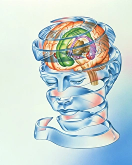 Images datées du 27 septembre 2002: Système limbe du cerveau