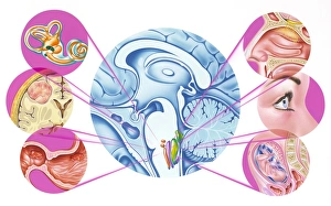Impressions de Réflexe de nausée. L'art du lieu dans le cerveau de l'aire responsable des divers réflexes de nausée et certaines causes Images datées de 2004 septembre: Réflexe de nausée du cerveau