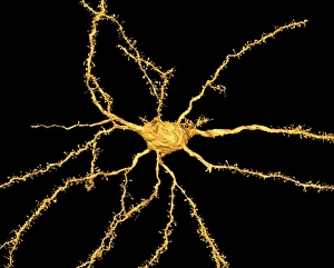 Central Nervous System Cells Impressions: Brain neuron