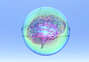 Computer Generated Brain Image Impressions: Brain in sphere, computer artwork