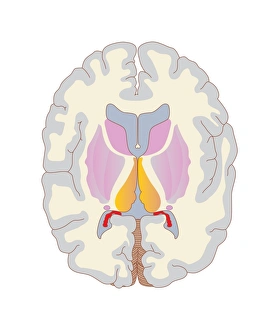 Human Brain Anatomy Impressions: Brain structures, artwork
