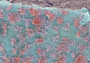 SEM Impressions: Surface du cerveau au microscope électronique à balayage (SEM)