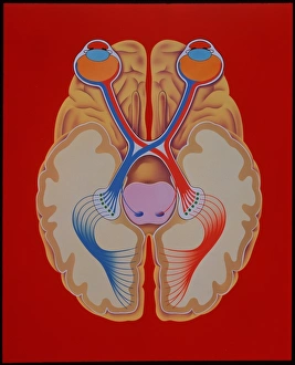 Nerve Impulse Transmission Impressions: Brain and vision