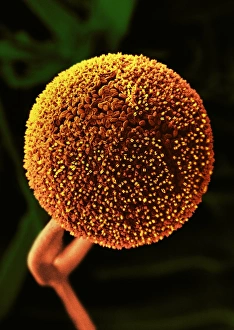 Images datées du 4 août 2003: La mouille de pain, microscopie électronique à balayage (SEM)
