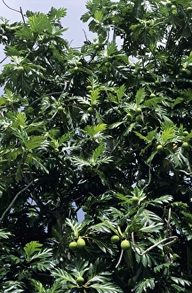 Artocarpus Altilis Impressions: Breadfruit