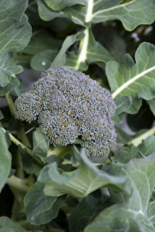 Vegetable Garden Photos Impressions: Broccoli