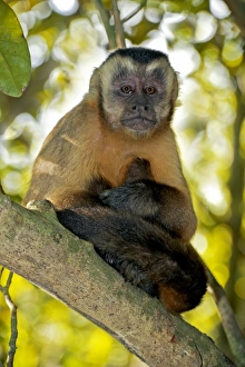 Capuchin Monkey Habitat Impressions: Brown capuchin monkey in a tree