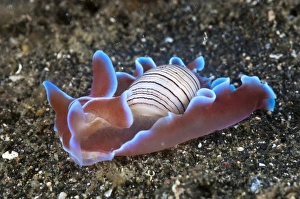 Lembeh Strait Marine Life Impressions: Bubble shell