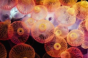 Bubble Tip Anemone Impressions: Bubble tip anemone