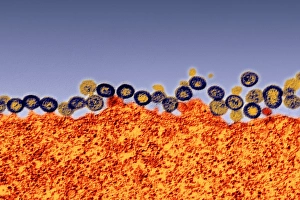 Viral Infection Impressions: Budding HIV particles, TEM