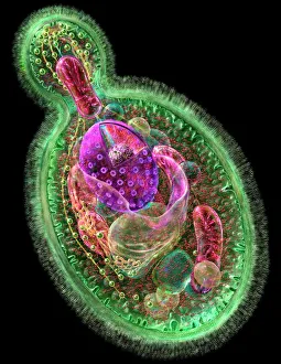 Images datées de 2008: Cellule de levure en phase de bourgeonement