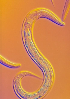 Impressions de Caenorhabditis elegans nematode ver la lumière micrographique est un vermisseau hérmafrodite vivant dans le sol, l'un des animaux les plus étudiés en recherche biologique et génétique Images datées de 2002 septembre: Verre de Célan (ver)