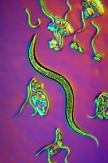Light Micrograph Images Impressions: C. elegans worms, light micrograph