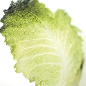 Fresh Green Vegetable Impressions: Cabbage leaf