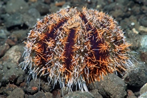 Sea Urchin Impressions: Cake urchin