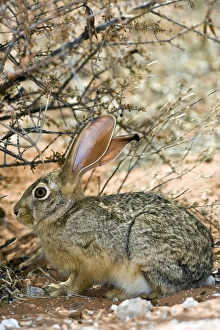 Impressions de La lièvre du Cap (Lepus capensis) se cache sous un buisson. Les lièvres du Cap sont présents dans toute l'Afrique et ont colonisé de nombreuses parties d'Europe, du Moyen-Orient et d'Asie Images datées de 2009 septembre: Léporide du Cap