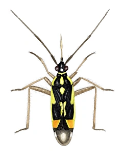 Impressions de Pest de capsule (Calocoris sexguttatus), œuvre d'art. Cette espèce de papillon insecte mesure entre 5,6 et 7,6 mm de longueur Images datées de 2006 février: Pest à capsule