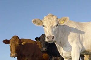 Cattle Breeds Impressions: Cattle
