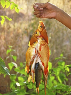 Impressions de Pêche de poisson, pêcheur tenant un filet d'orfeuilles tiré par une corde ; photographié au Thaïlande Images datées de 2007 mars: Pêche de poissons capturés