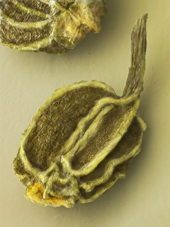 Impressions de Le fruit de céleri, micrographie électronique à balayage coloré (SEM) du fruit séché, souvent appelé graines, du plant d'ail (Apium graveolens) Images datées de 2009 janvier: Fruit de céleri, SEM