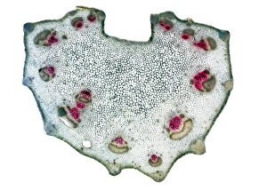 Impressions de Une tige de céleri. Micrographie lumineuse d'une coupe transversale prise sur une tige provenant du plant de céleri (Apium graveolens) Images datées de 2010 novembre: Tige de céleri, micrographie à lumière éclairée en microscope optique