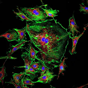 ADN Impressions: Structure cellulaire
