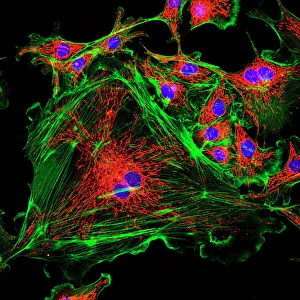 ADN Impressions: Structure cellulaire