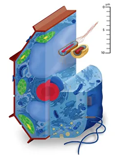 Cell Nucleus Function Impressions: Cell types, artwork