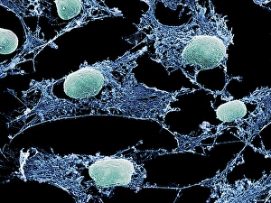 Images datées de 2005 juin: Cellules, SEM