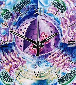Animal Cell Structure Impressions: Cellular clock